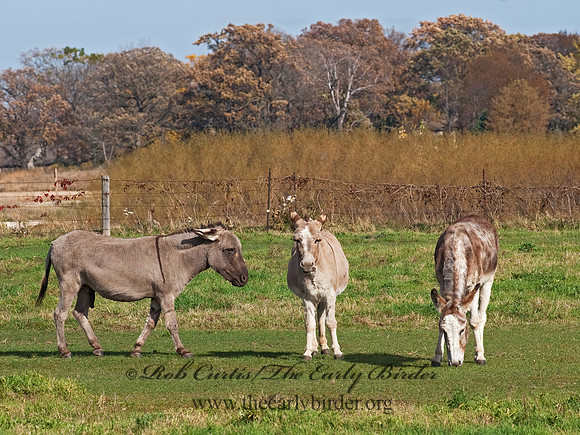Equus asinus  DONKEY 8024201z