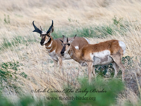 Antilocapra americana  PRONGHORN 6026743z