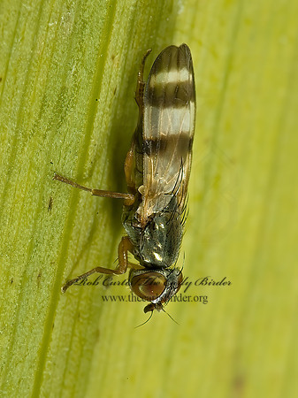 Chaetopsis masyla  PICTURE-WINGED FLY 5002893 spz