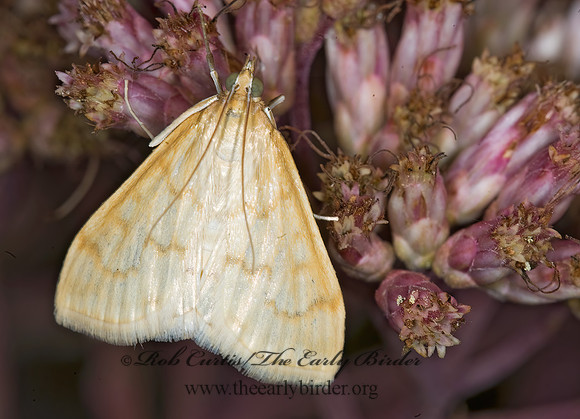 Hahncappsia pergilvalis  PYRAUSTINAE CRAMBID MOTH  6012207z