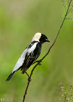 Dolichonyx oryzivorus BOBOLINK 3008339z