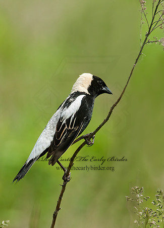 Dolichonyx oryzivorus  BOBOLINK 3008339z