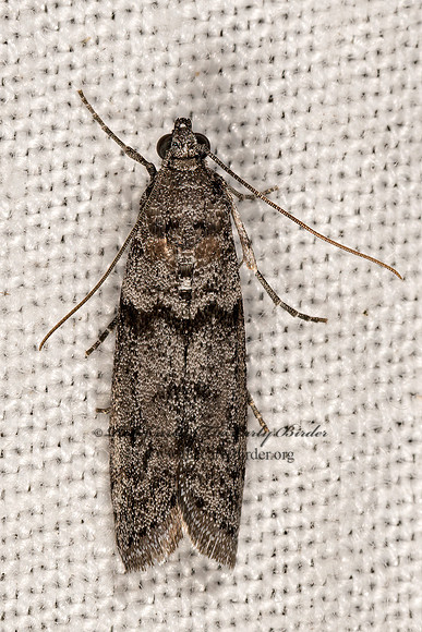 Phycitini  PYRALID MOTH 3036534z