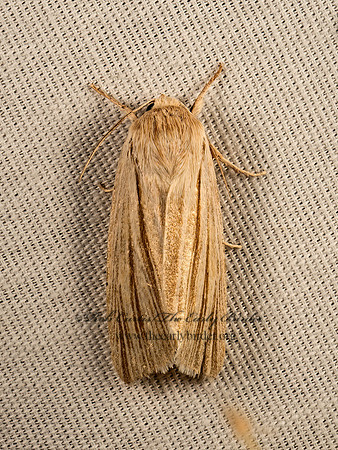Acronicta insularis  CATTAIL CATERPILLAR MOTH 9051288z