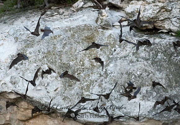 Tadarida brasiliensis  MEXICAN FREE-TAILED BAT 6040920z