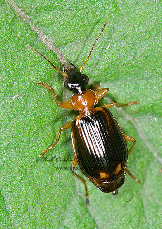 Lebia analis 6012853 z