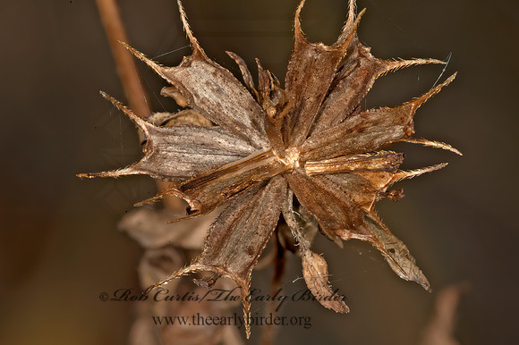 Bidens frondosa   COMMON BEGGAR'S TICKS 5016871z