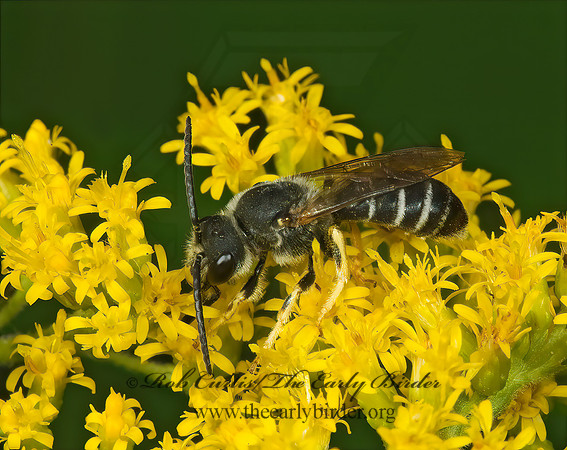 Halictus rubicundus 5013179 z