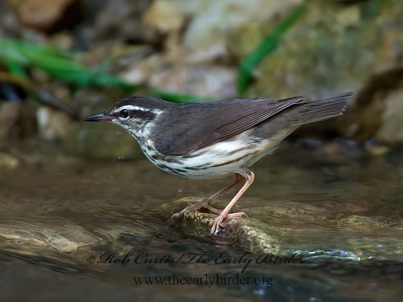 Parkesia motacilla  LOUISIANA WATERTHRUSH 9012037z