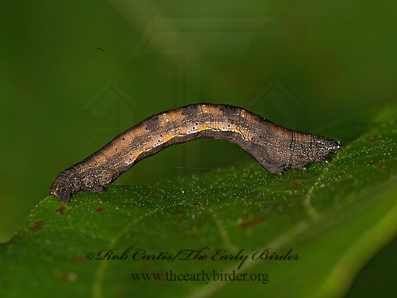 Exelis pyrolaria  FINE-LINED GRAY MOTH 9048507z