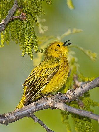 Setophaga petechia  YELLOW WARBLER 8003359z