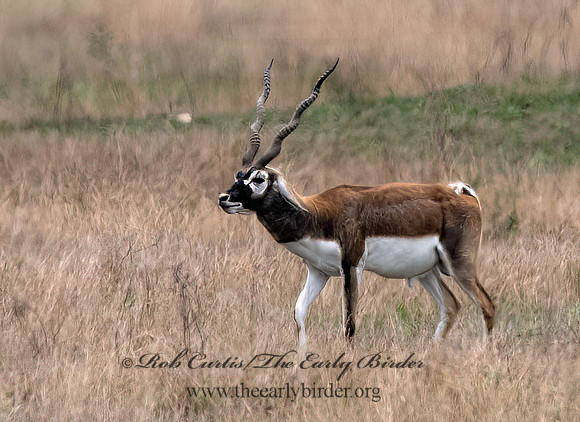 Antilope cervicapra  INDIAN ANTELOPE 3031739z