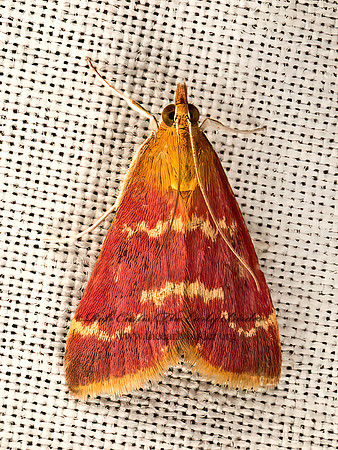 Pyrausta�signatalis  RASPBERRY PYRAUSTA 9047904z