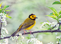 Setophaga citrina HOODED WARBLER 307727z