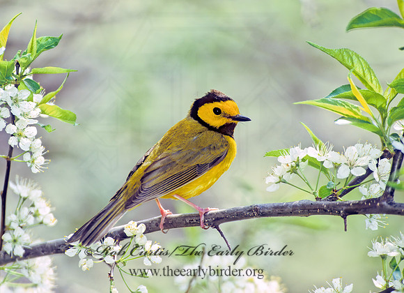 Setophaga citrina  HOODED WARBLER 307727z