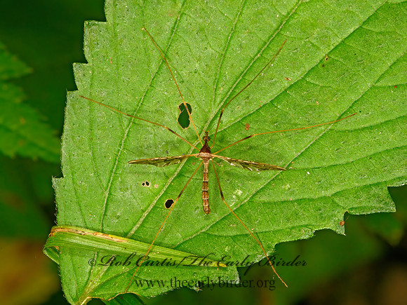 Epiphragma solatrix  SPECTACLED CRANE FLY 3021571z