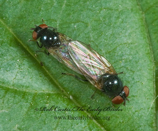 Lonchaea  LANCE FLY 5009513z
