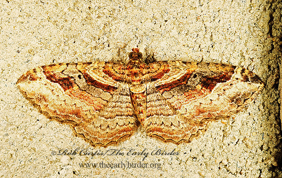 Costaconvexa centrostrigaria 257916z