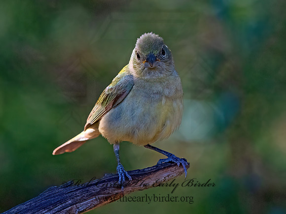 Passerina ciris  PAINTED BUNTING 3040450z