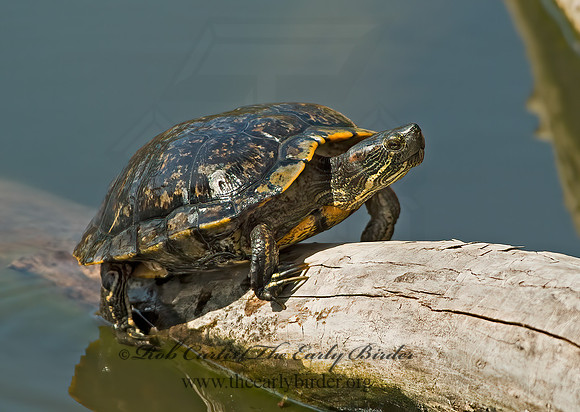 Trachemys scripta elegans  RED EARED SLIDER  4000056z