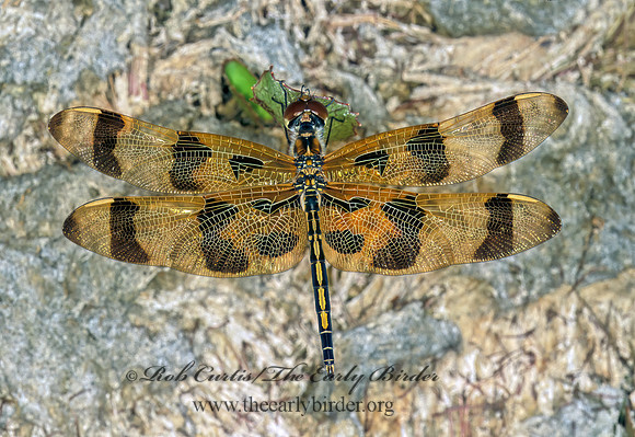 Celithemis epinona HALLOWEEN PENNANT 248813 z