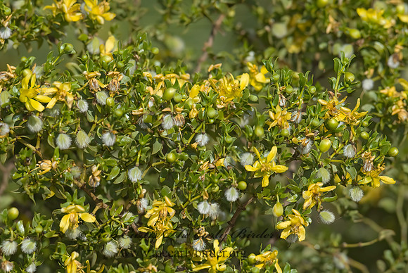 Larrea tridentata  CREOSOTE BUSH 6024589z