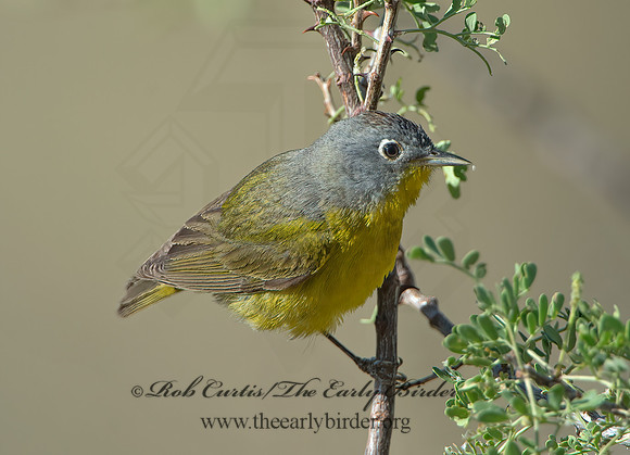 Oreothlypis ruficapilla  NASHVILLE WARBLER 9056604z
