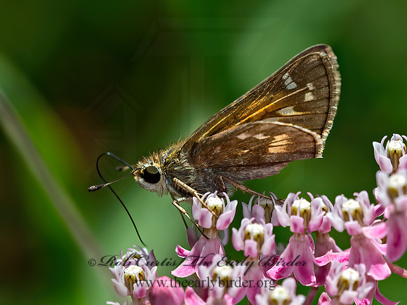 Atalopedes campestris  SACHEM SKIPPER 9049479z