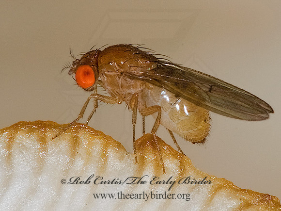 Drosophila quinaria gourp VINEGAR FLY 6011479z