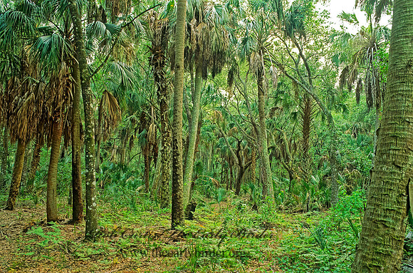 Kissimmee SP 260805z