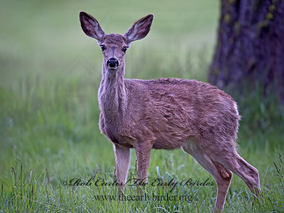 Odocoileus hemionus californicus  CALIFORNIA MULE DEER 9058754z