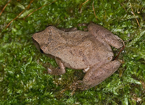 Pseudacris crucifer  SPRING PEEPER 6016856a z