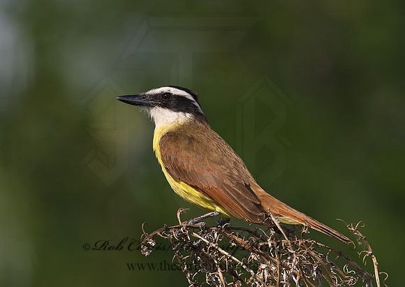 Pitangus sulphuratus  GREAT KISKADEE 7005720z