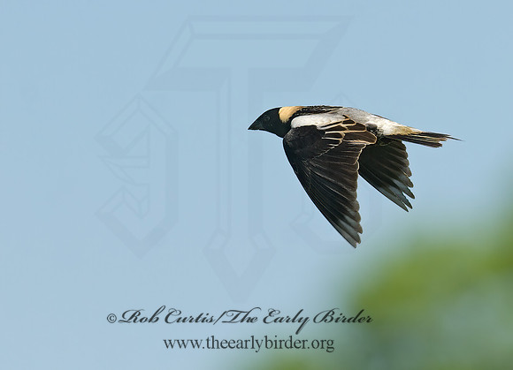 Dolichonyx oryzivorus  BOBOLINK 7014849z