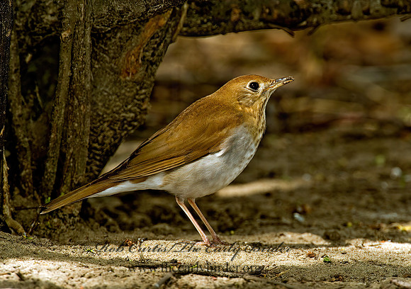 Catharus fuscescens  VEERY 4000240z