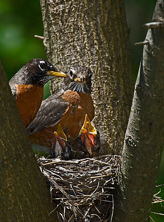 Turdus migratorius  AMERICAN ROBIN 6006211z
