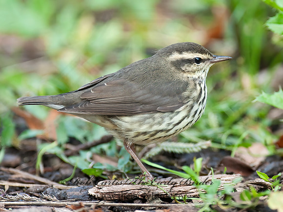Parkesia noveboracensis  NORTHERN WATERTHRUSH 8029235z