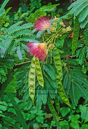 Albizia julibrissin  MIMOSA 263303z