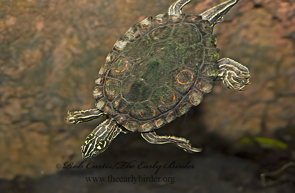 Graptemys oculifera   RINGED SAWBACK TURTLE 8016015z
