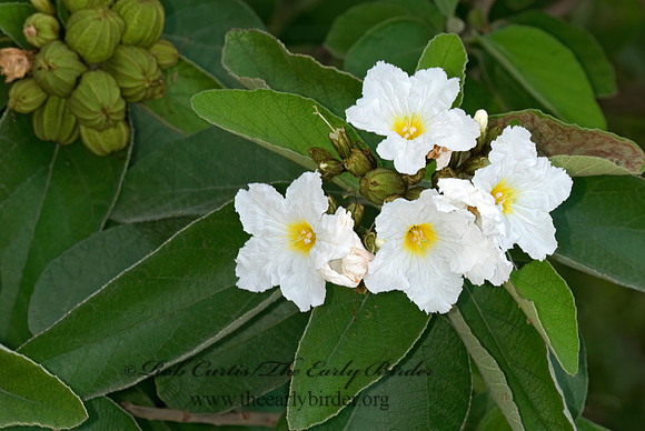 Cordia boissieri  TEXAS OLIVE 6023716z