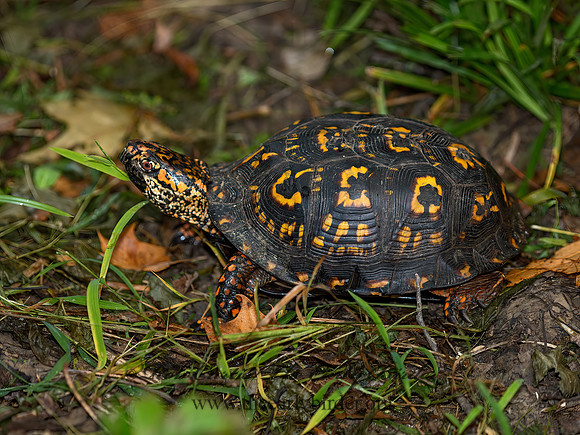 Terrapene carolina  EASTERN BOX TURTLE 9053175z