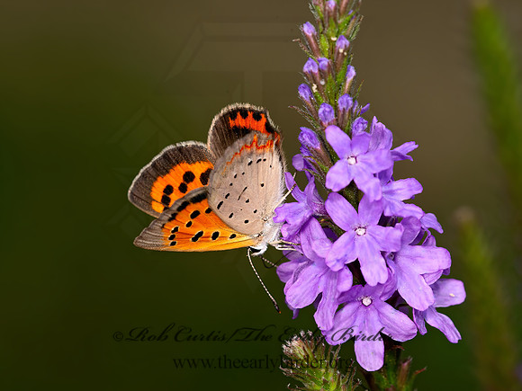 Lycaena phlaeas  AMERICAN COPPER 9047211z