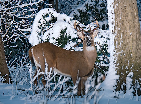 Odocoileus virginianus  WHITE-TAILED DEER  6018898z