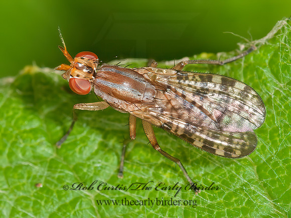 Limnia  MARSH FLY 3013303z