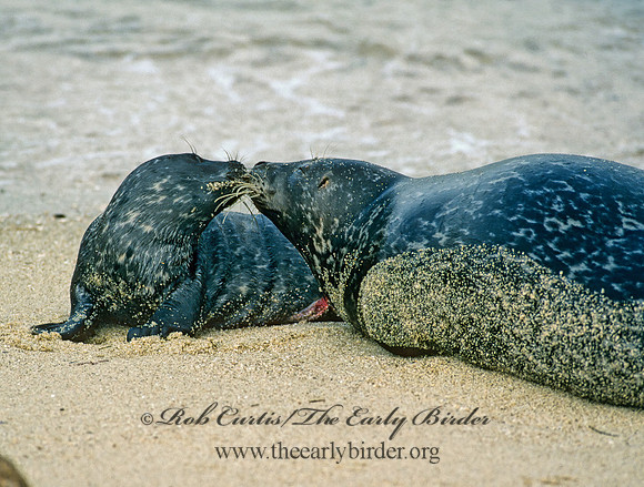 Phoca vitulina  HARBOR SEAL 124427z
