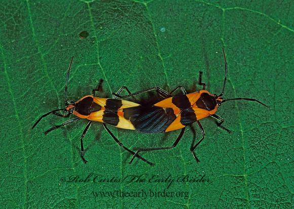 Oncopeltus fasciatus  LARGE MILKWEED BUG 1274417z