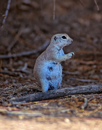 Xerospermophilus tereticaudus  ROUND-TAILED GROUND SQUIRREL 108719z