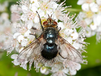 Archytas aterrimus METALLIC BLUE TACHIND FLY 8035060z