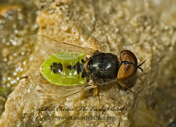 Hedriodiscus vertebratus  SOLDIER FLY 5011533z