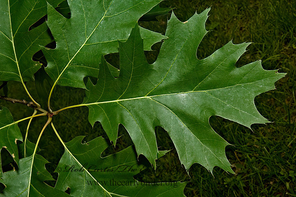 Quercus rubra  NORTHERN RED OAK 5009158z